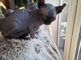 READY NOW Stunning Sphynks kittens,