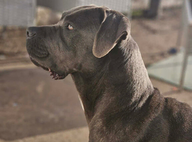 15 month old female cane corso