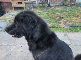 9 year old female Gsd x malamute