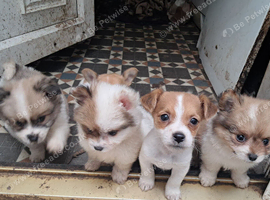 Jackpom puppies