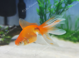 Fancy goldfish