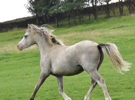 Registered Welsh A filly