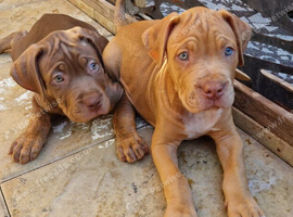 Mastiff x merle /chocolate