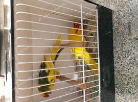 Kakarikis  for sale
