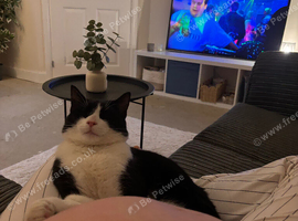 Urgent! For little buddy