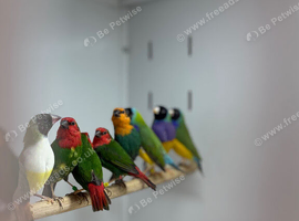 Gouldian finch