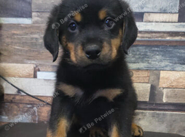 ONLY 1 HANDSOME ROTTWEILER BOY LEFT!