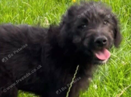2 gorgeous huntaway x puppies for sale