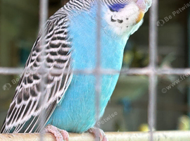 Beautiful young budgies