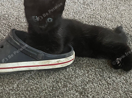 3 black kittens