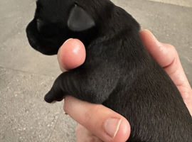 Kc registered Miniature Schnauzer pups BOYS GIRL