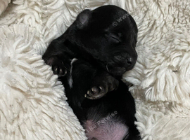 Short legged Jack Russell puppy&rsquo;s