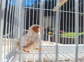 CFW Zebra Finch