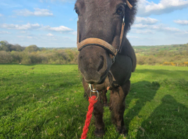 Elle - Minature Shetland
