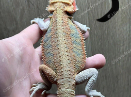 Bearded Dragon Male Hypo Trans Het Zero