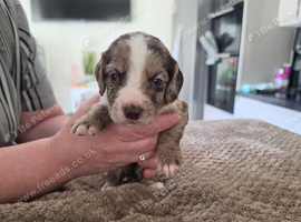 Cocker spaniel pups