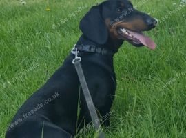 Standard dachshund for stud