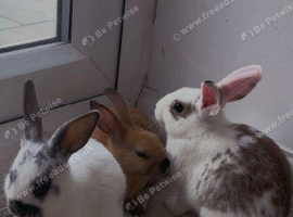 2 female rabbits