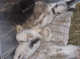 Baby rabbits for sale