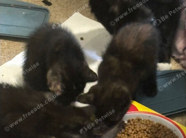 4 beautiful kittens