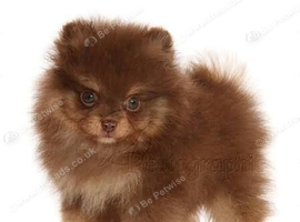 Looking for a  Pomeranian puppy for Christmas