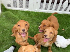 BEAUTIFUL GOLDEN COCKER SPANIEL PUPPIES &ndash; LOVING FOREVER HOMES SOUGHT