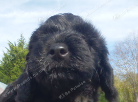 Beautiful Fluffy Jack-A-Poo Puppies