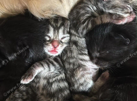 Ginger and striped