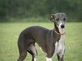 Italian greyhound pups
