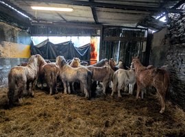 Selection of yearling and 2yr old filly's and Colts
