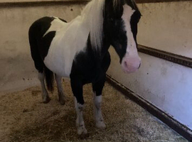 Cob mare for sale
