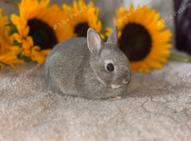 Pure netherland dwarf baby&rsquo;s
