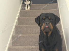 Stud full breed Rottweiler
