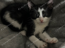 Male kitten.