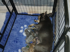 French bulldog puppies payment plans available
