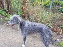 Bedlington x whippet bitch