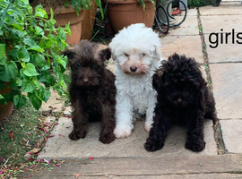 Tiny Beautiful Schnoodle Puppies