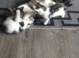 Kitten