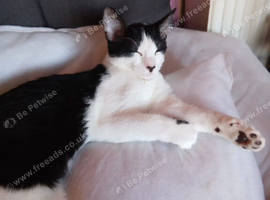Black and white cat for sale