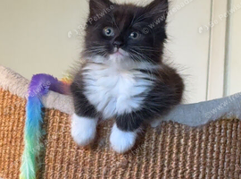 Beautiful Coco