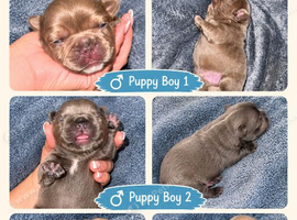 Fluffy French Bulldog Puppies