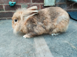 Stunning lionhead buck
