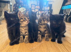 Kittens