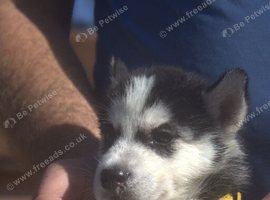 6 x stunning Siberian husky pups ready now