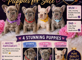 KC Registered French Bulldog Puppies &ndash; Ready to Reserve
