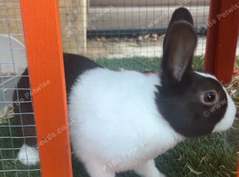 Buddy the bunny