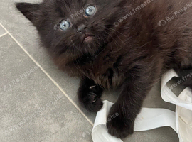 Fluffy girl kitten
