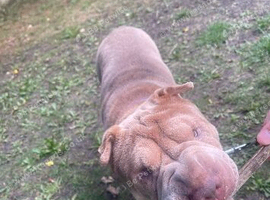 Female Shar Pei