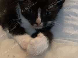 Ragdoll Mixed Breeds