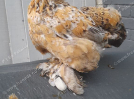 Millefleur Pekin chicken
